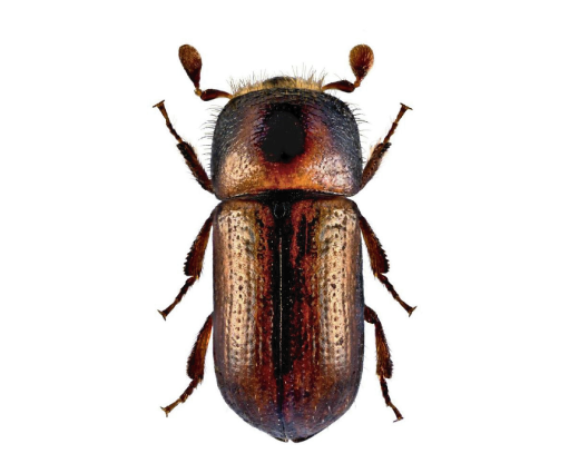 Ochrana lesa